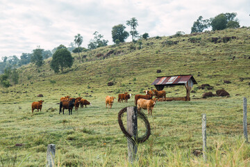 Portrait of cattle from a local farm in Argentina.