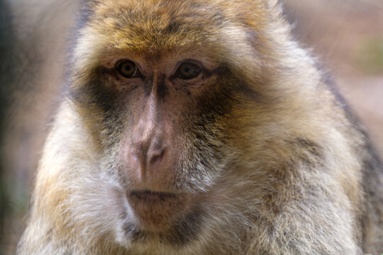 A close portrait of a monkey eating in a zoo