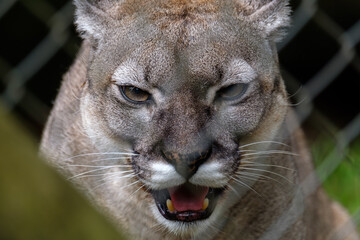 A close portrait of a cougar behind the fence in a zoo