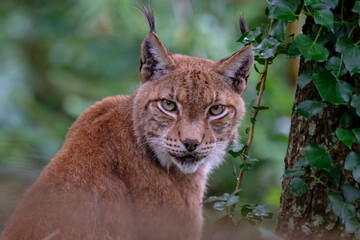 a close portrait of a lynx hidden in a tree
