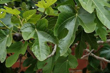 Fig tree green foliage