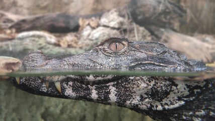 Crocodile in the water