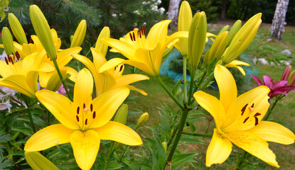 Yellow lily flowers in summer garden after the rain. Closeup.  