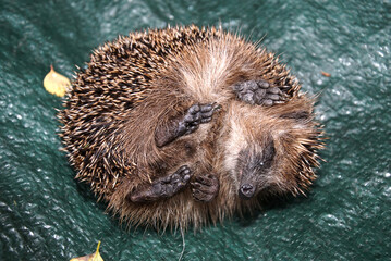 Kleiner Igel sanft entschlafen