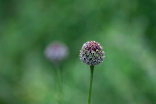 Bud Of Centaurea Nigra (common Knapweed)