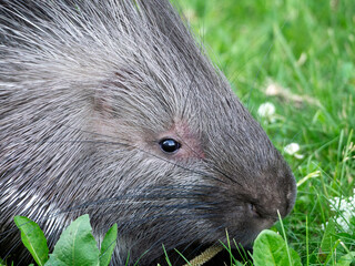 The muzzle of the porcupine is covered with fur. The rodent sniffs the grass. Close-up portrait of a porcupine.