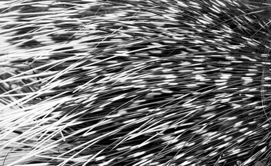 Monochrome spotted, striped natural background with porcupine quills. Close-up black and white texture. © Svetlana