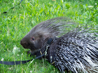 The porcupine is resting calmly on the lawn. The animal is wearing a harness. Close-up. Natural background with porcupine.