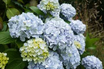 Pretty hydrangea flowers. Hortesias shrubs in northern Spain. Outdoor flower photography.