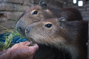 Close-up of a hand feeding some capybaras.