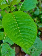 green leaf background, green leaf with water drops, vine leaves