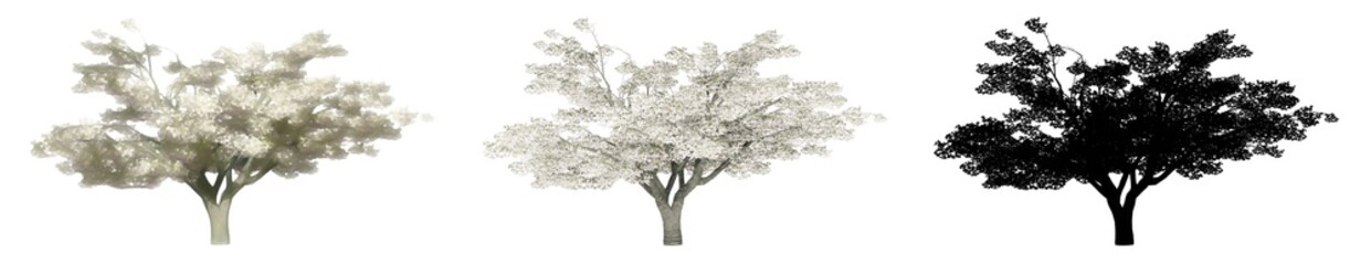 Set or collection of Cherry trees, painted, natural and as a black silhouette on white background. Concept or conceptual 3d illustration for nature, ecology and conservation, strength, endurance