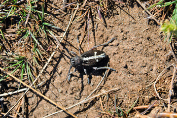 Dorcadion equestre beetle crawling on ground, top view, close up detail