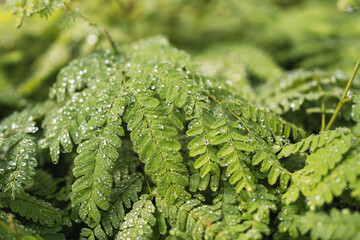 Toona ciliata.  Texture of Australian cedar plants with water droplets.