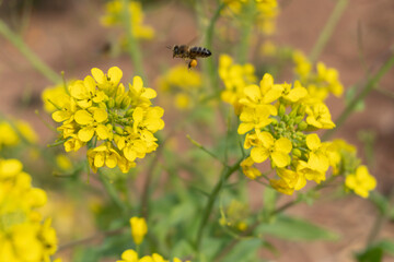 Macrofotografía animal, plantas