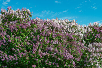 Obraz premium Several blooming bright pink lilac bushes in a park