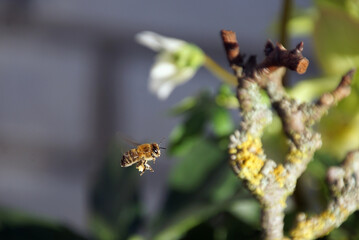 Bienenflug