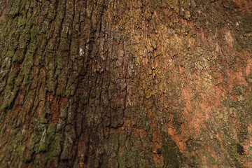 Close-up of a large tree trunk.  Texture of nature.