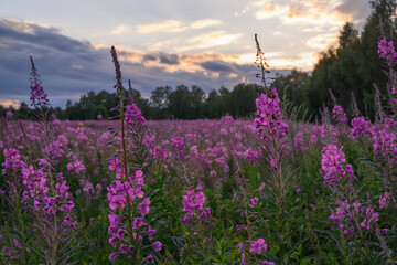 A field of ivan-tea flowers in the evening at sunset. Warm summer evening and blooming purple flowers. Gray-yellow colors in the sky. In the distance there is a forest and an approaching cloud. Ivan t