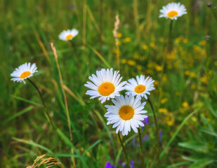 White daisies with a yellow heart on a background of succulent grass in the meadow. close-up. Delicate wildflowers during summer bloom. Chamomile in the field. 