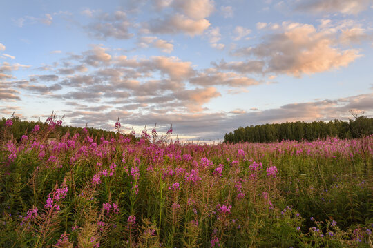 A field of ivan-tea flowers in the evening at sunset. close-up. Cloudy sky with shades of yellow. A warm summer evening and sunshine make the scene softer and deeper. Fireweed blooms to the horizon