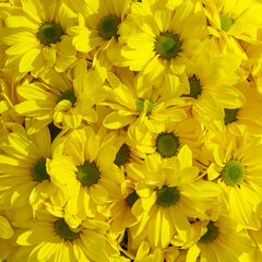 Fototapeta premium Close-up of yellow chrysanthemums flowers. Floral background.