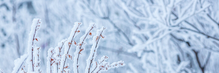 Snow and rime ice on the branches of bushes. Beautiful winter background with twigs covered with...