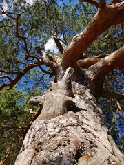 The trunk of the tree reaches for the blue sky