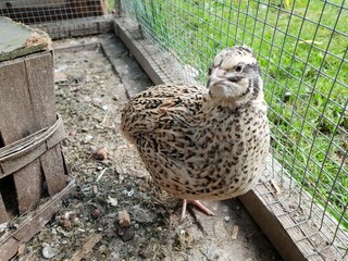 curious quail