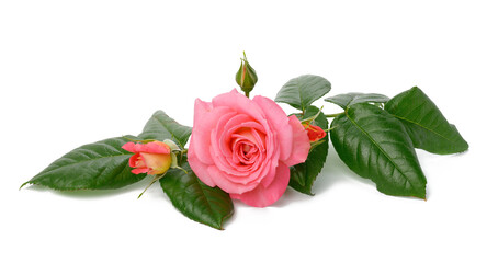 blooming pink rose bud with green leaves on a white background, beautiful flower