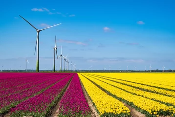 Foto auf Acrylglas Windmills in a tulip field, Flevoland Province, Th Netherlands © Holland-PhotostockNL