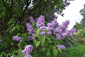 Obraz premium Lilac flowers in the garden