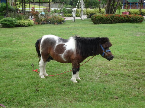 Beautiful multicolored little horse pony in a green field at Hua Hin,Thailand
