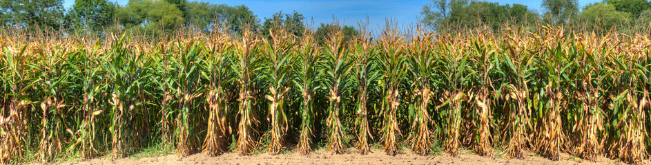 Ein Maisfeld im Sommer vor der Ernte