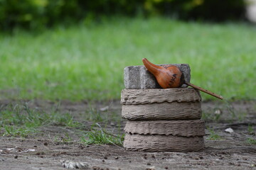 Cultures and  snake on the nest