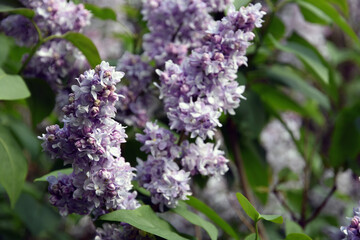 lilac flowers in the garden