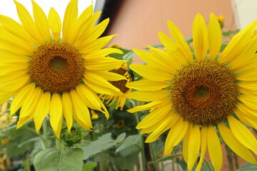 Obraz premium the beauty of sunflowers in a garden