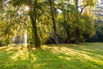 golden autumn season, beautiful park in a sunny morning in fall season