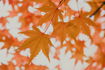 yellow autumnal japanese maple leaves, fall foliage background