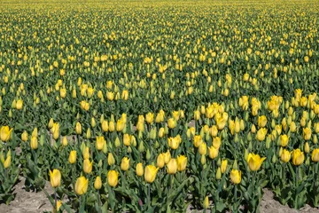 Fotobehang Yellow tulips © Holland-PhotostockNL