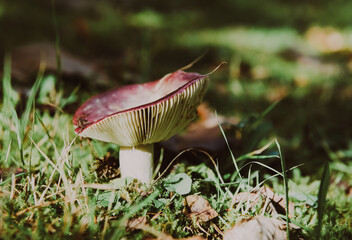 mushrooms in a forest in a sunny day