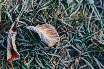 rozen foliage on a ground on a grass in early autumn morning