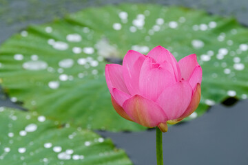 Obraz premium 雨の日の蓮の花