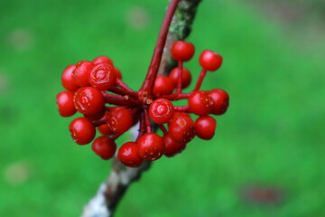 a plant with red fruit in a garden