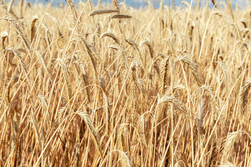 Close-up texture pattern view of ripe golden organic wheat stalk field landscape on bright sunny...
