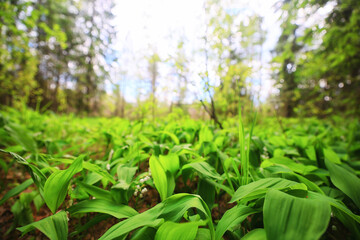 lilies of the valley landscape in the forest background, view of the forest green season