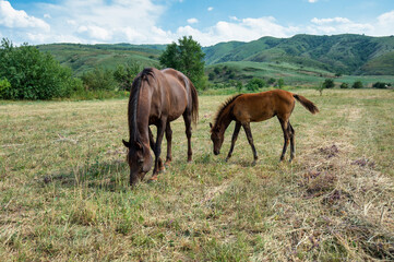 Obraz premium horse and foal