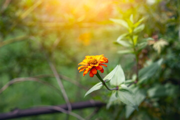 Close-up of orange zinnia elegans flower
