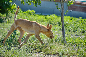 Young brown Andalusian Hound running through the field, hunting dog for rabbits, hares, partridges and wood pigeons