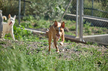 Young brown Andalusian Hound running through the field, hunting dog for rabbits, hares, partridges...